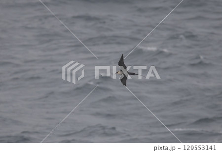 洋上を飛ぶシロハラトウゾクカモメ 洋上を飛ぶシロハラトウゾクカモメ 129553141