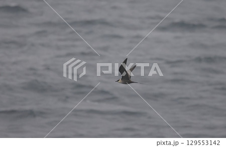 洋上を飛ぶシロハラトウゾクカモメ 洋上を飛ぶシロハラトウゾクカモメ 129553142