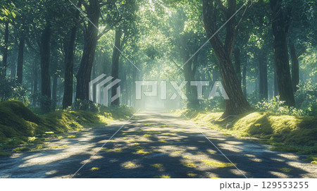 木漏れ日が差し込む森の小道 木漏れ日が差し込む森の小道 129553255