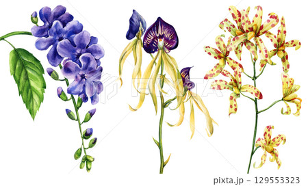 Hand painted watercolor tropical exotic flowers set with purple lilac brassia orchid and yellow spotted orchid isolated on white 129553323
