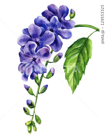 Lilac flower branch. Watercolor illustration of purple Duranta erecta flowers with green leaf, tropical botanical floral painting 129553325