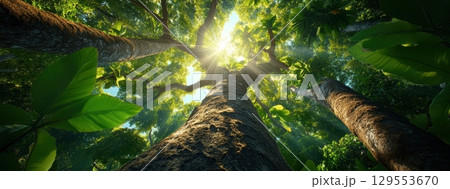 Sunlight Filtering Through Tall Trees in a Lush Forest, Capturing the Essence of Nature's Beauty 129553670