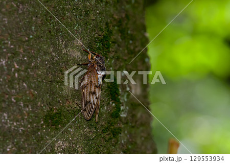 アブラゼミ アブラゼミ 129553934