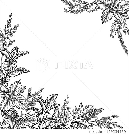 Melissa sprigs and wild grasses vector isolated illustration in black and white. Aromatic herbs and spikelet square frame with empty space for text. Floral composition for labels, packaging design 129554329
