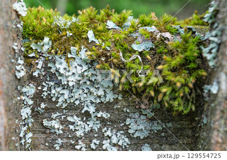Close-up of lichen and moss growing on weathered wooden surface 129554725