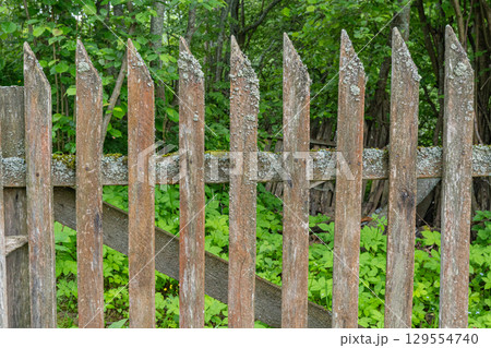 Weathered wooden fence with green moss in forested area 129554740