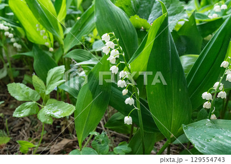 Lily of the valley in lush greenery: delicate white flowers amidst verdant leaves Lily of the valley in lush greenery: delicate white flowers amidst verdant leaves 129554743