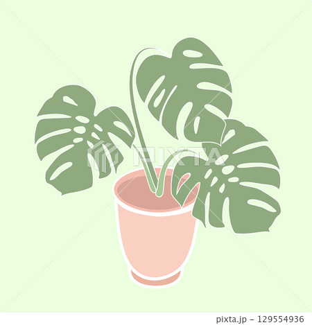 Potted monstera plant with three leaves in minimalist pink pot on light green background Potted monstera plant with three leaves in minimalist pink pot on light green background 129554936