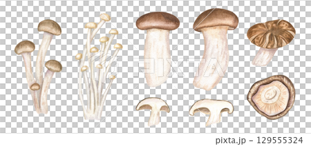 Asian mushrooms clip art watercolor illustration on isolated background. Hand painted shiitake, enoki, eringi, and shimeji. Protein organic ingredients for vegan and vegetarian recipes 129555324