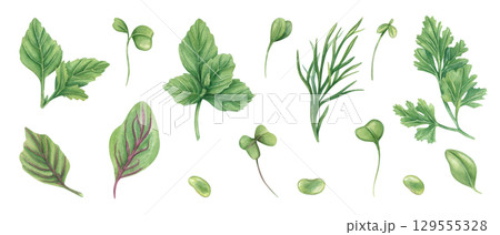 Fresh herbs set watercolor illustration on isolated background. Hand painted aromatic dill, parsley, basil, oregano, microgreens leaves and beans clip art. For food packaging, cookbook, recipe. Fresh herbs set watercolor illustration on isolated background. Hand painted aromatic dill, parsley, basil, oregano, microgreens leaves and beans clip art. For food packaging, cookbook, recipe. 129555328