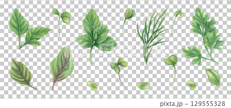 Fresh herbs set watercolor illustration on isolated background. Hand painted aromatic dill, parsley, basil, oregano, microgreens leaves and beans clip art. For food packaging, cookbook, recipe. Fresh herbs set watercolor illustration on isolated background. Hand painted aromatic dill, parsley, basil, oregano, microgreens leaves and beans clip art. For food packaging, cookbook, recipe. 129555328