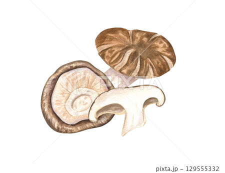 Fresh shiitake mushrooms composition watercolor illustration on isolated background. Hand painted Asian whole, caps and sliced ingredients for cuisine content, vegan recipe, culinary blogs, menu 129555332