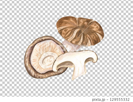 Fresh shiitake mushrooms composition watercolor illustration on isolated background. Hand painted Asian whole, caps and sliced ingredients for cuisine content, vegan recipe, culinary blogs, menu 129555332