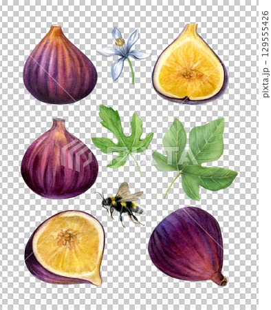 Set of figs. Watercolor of subtropical plants, leaves, flower and bumble bee isolated on a white background. Good for postcards, recipes, menu, invitations, greeting cards Set of figs. Watercolor of subtropical plants, leaves, flower and bumble bee isolated on a white background. Good for postcards, recipes, menu, invitations, greeting cards 129555426