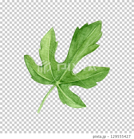 Watercolor fig leaf on a white background. Good for postcards,recipes, menu, invitations, greeting cards Watercolor fig leaf on a white background. Good for postcards,recipes, menu, invitations, greeting cards 129555427