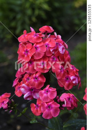 Pink phlox flowers in the garden. Pink bouquet of small flowers. 129555535