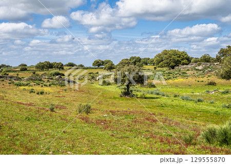 Driving with the car through the Alentejo in Portugal. Area around Nisa and Castelo de Vide 129555870