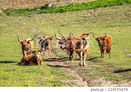 The Cachena cow in Portalegre, Portugal. It is a traditional Portuguese mountain cattle The Cachena cow in Portalegre, Portugal. It is a traditional Portuguese mountain cattle 129555879