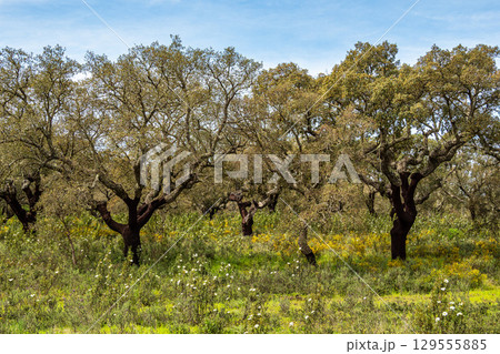 Cork Oak forest at Hortas de Baixo near Arronches, Alentejo, Portugal. Cork Oak forest at Hortas de Baixo near Arronches, Alentejo, Portugal. 129555885