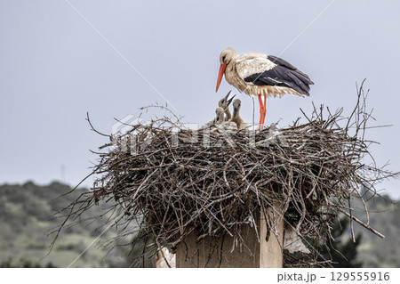 White Storks, Ciconia ciconia at Odiaxere in the Algarve region, District Faro, Portugal. White Storks, Ciconia ciconia at Odiaxere in the Algarve region, District Faro, Portugal. 129555916