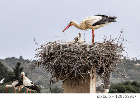White Storks, Ciconia ciconia at Odiaxere in the Algarve region, District Faro, Portugal. White Storks, Ciconia ciconia at Odiaxere in the Algarve region, District Faro, Portugal. 129555917