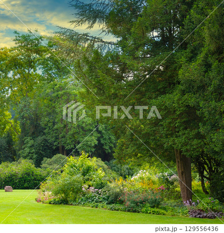 Beautiful garden with coniferous and deciduous trees and sunrise. Beautiful garden with coniferous and deciduous trees and sunrise. 129556436