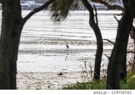 A White Faced Heron hunting for food at low tide 129556582