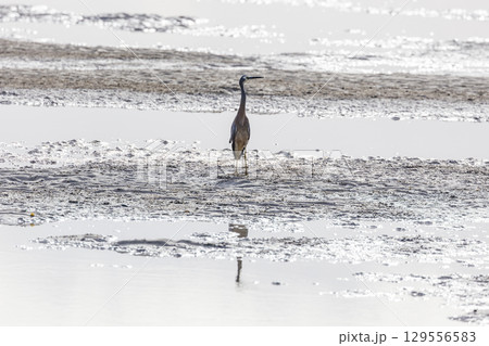 A White Faced Heron hunting for food at low tide A White Faced Heron hunting for food at low tide 129556583