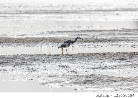 A White Faced Heron hunting for food at low tide A White Faced Heron hunting for food at low tide 129556584