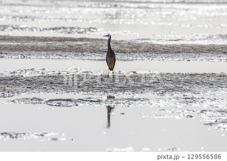 A White Faced Heron hunting for food at low tide 129556586
