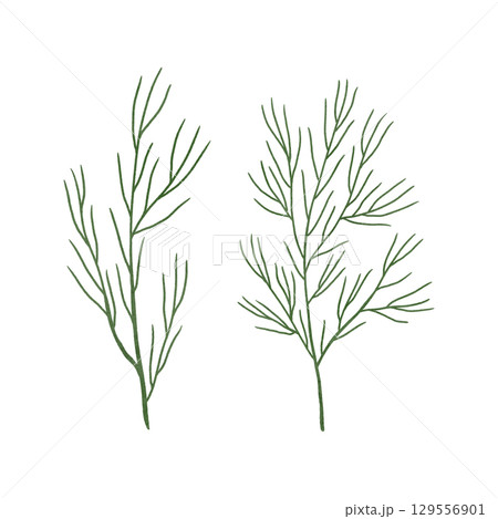 A set of thin, grass-like plant branches for green design. Handmade illustrations, watercolors, and pastels. Highlighted on a white background. For print design A set of thin, grass-like plant branches for green design. Handmade illustrations, watercolors, and pastels. Highlighted on a white background. For print design 129556901