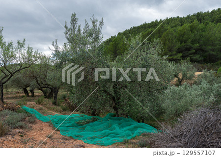 Mediterranean Olive Harvest: Traditional Gathering Under Green Mesh Nets 129557107