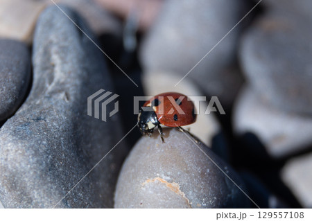Ladybug Oasis: Insect Amidst Round Stones,...の写真素材 [129557108] - PIXTA