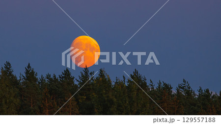 An Eerie Moonlit Night Unfolds Through the Bare Tree Branches in the Quiet Outdoors 129557188
