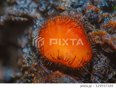 Common Eyelash Cup - Scutellinia scutellata 129557189