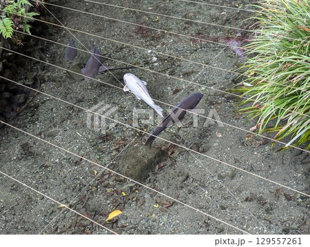 池のある風景 129557261