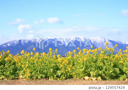 滋賀県琵琶湖　守山第一なぎさ公園の菜の花と雪の比良山系の遠景 129557429