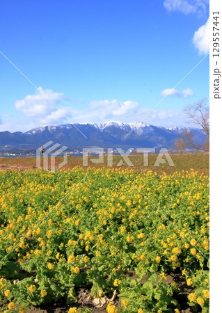 滋賀県琵琶湖 守山第一なぎさ公園の菜の花と雪の比良山系の遠景 滋賀県琵琶湖 守山第一なぎさ公園の菜の花と雪の比良山系の遠景 129557441