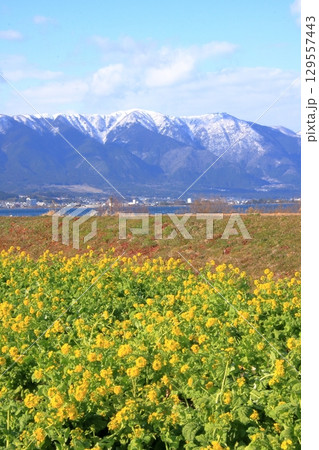 滋賀県琵琶湖　守山第一なぎさ公園の菜の花と雪の比良山系の遠景 129557443