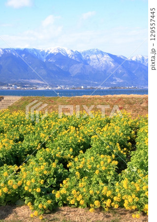 滋賀県琵琶湖　守山第一なぎさ公園の菜の花と雪の比良山系の遠景 129557445