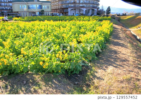 滋賀県琵琶湖 守山第一なぎさ公園の菜の花と雪の比良山系の遠景 滋賀県琵琶湖 守山第一なぎさ公園の菜の花と雪の比良山系の遠景 129557452