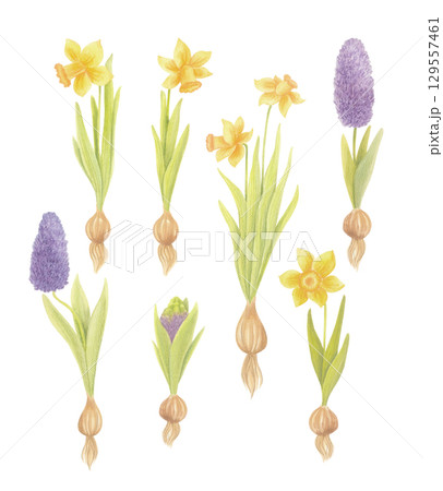 Watercolor daffodils and hyacinths with bulbs isolated on white Watercolor daffodils and hyacinths with bulbs isolated on white 129557461