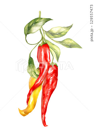Hand-drawn illustration featuring a cluster of red and yellow chili peppers with fresh green leaves on a branch. Perfect for spicy food themes and vibrant culinary designs Hand-drawn illustration featuring a cluster of red and yellow chili peppers with fresh green leaves on a branch. Perfect for spicy food themes and vibrant culinary designs 129557473