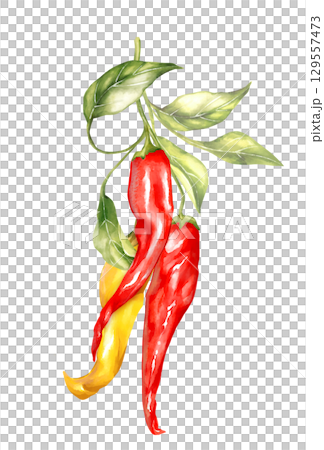 Hand-drawn illustration featuring a cluster of red and yellow chili peppers with fresh green leaves on a branch. Perfect for spicy food themes and vibrant culinary designs Hand-drawn illustration featuring a cluster of red and yellow chili peppers with fresh green leaves on a branch. Perfect for spicy food themes and vibrant culinary designs 129557473