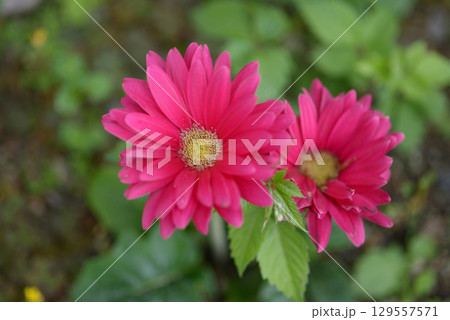 ガーベラ ガーベラ 129557571