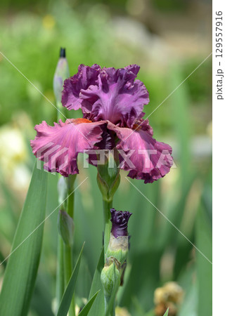 ドイツアヤメ 129557916