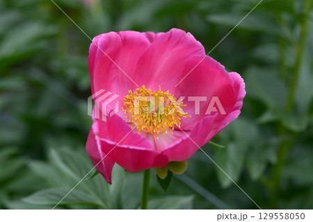 フレーム シャクヤク フレーム シャクヤク 129558050