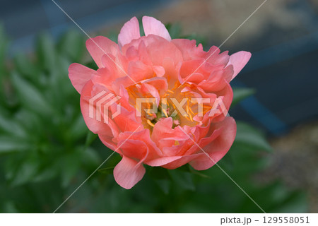 マイフリューリ　シャクヤク 129558051