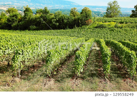 Vineyards around Satigny Village, Geneva surroundings, Swiss. Vineyards around Satigny Village, Geneva surroundings, Swiss. 129558249