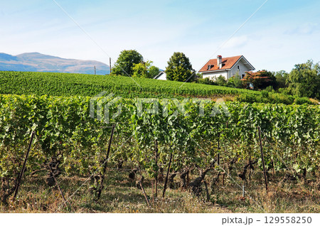 Vineyards on the hills around Satigny Village, Geneva surroundings. 129558250
